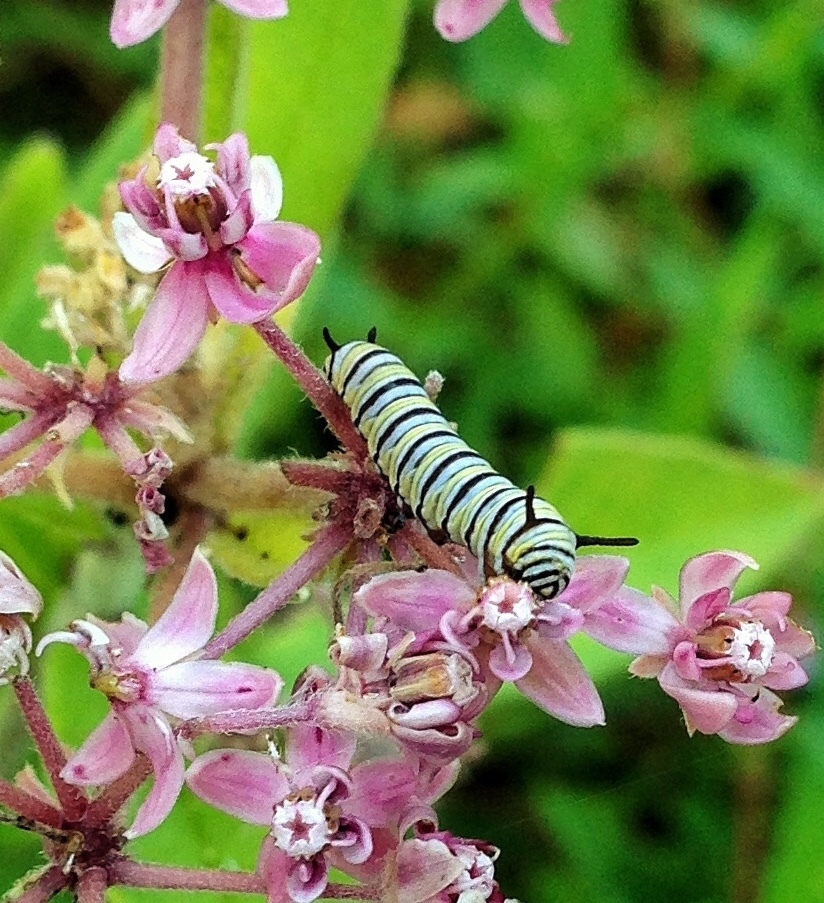 Flower with monarch caterpillar