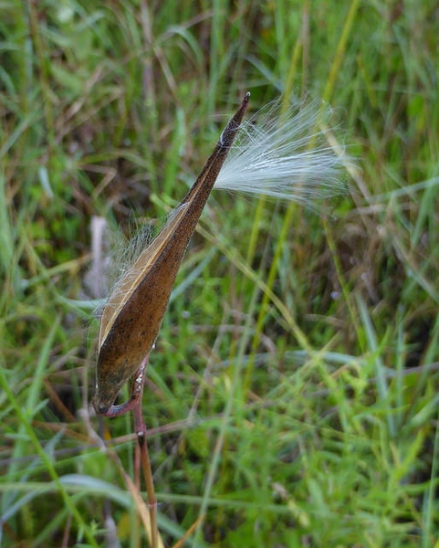 Fruit