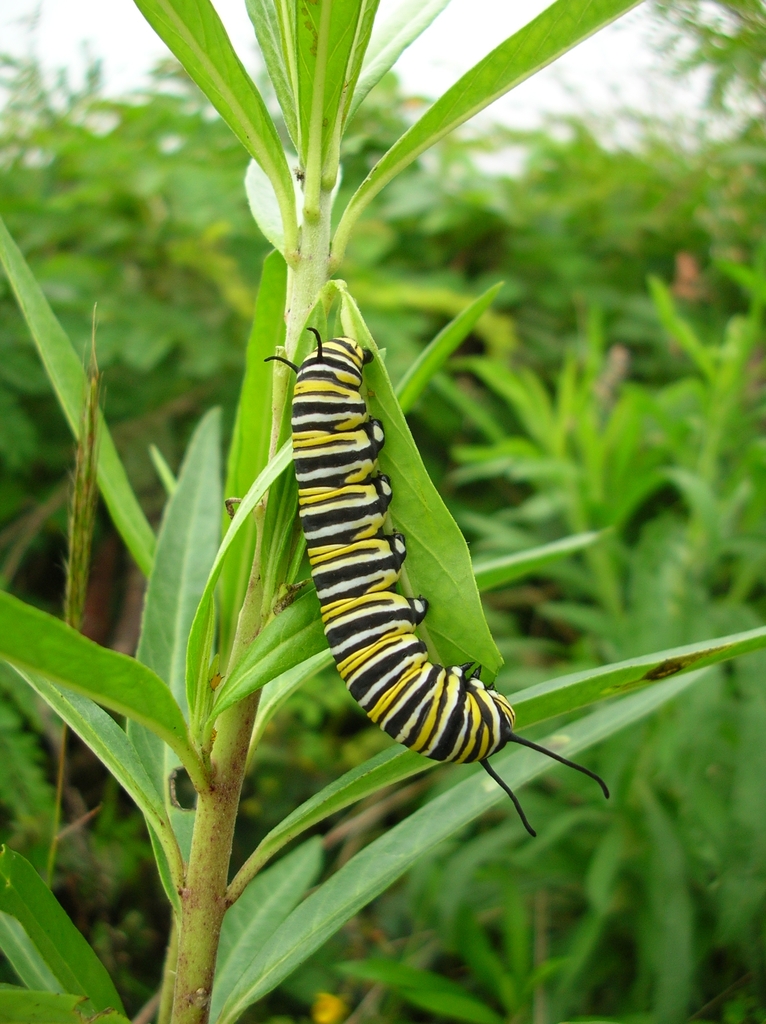 Monarch feeding on leaves