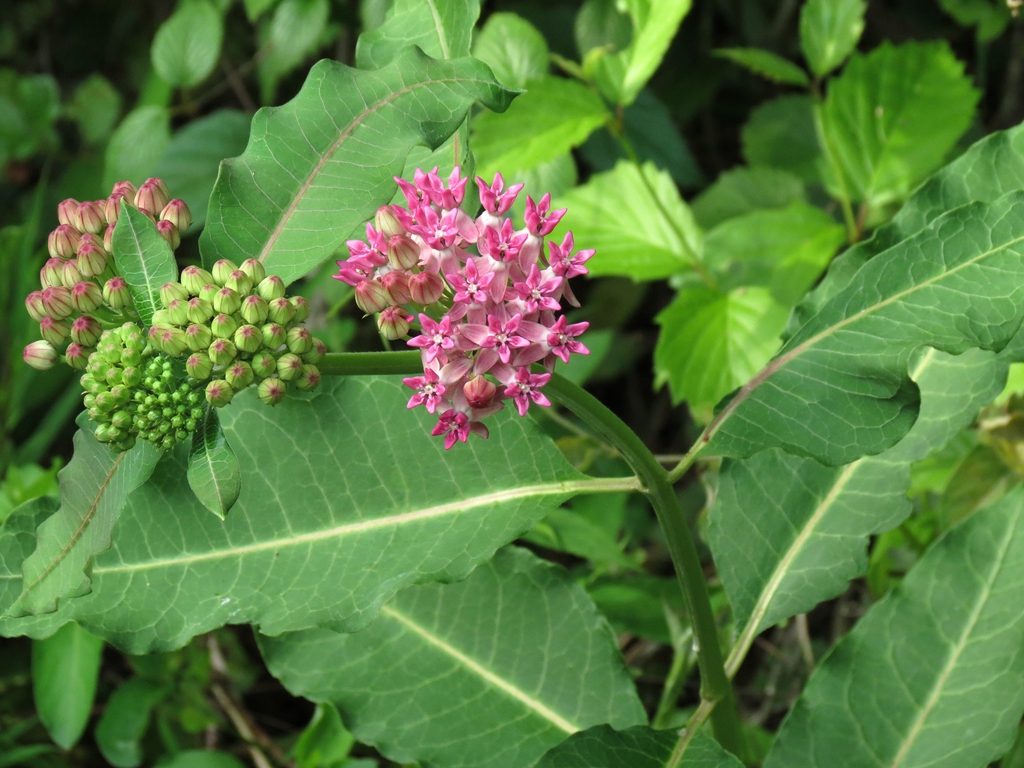 Leaves, buds, flower
