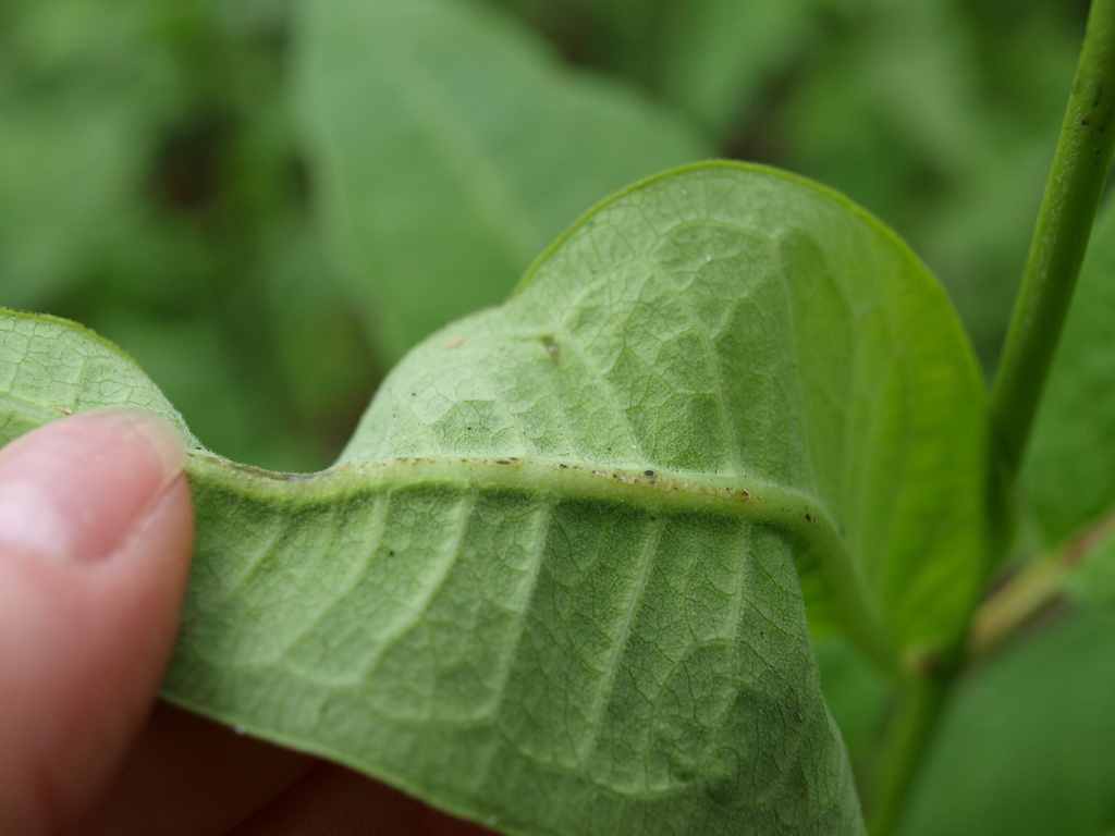 Underside of leaf