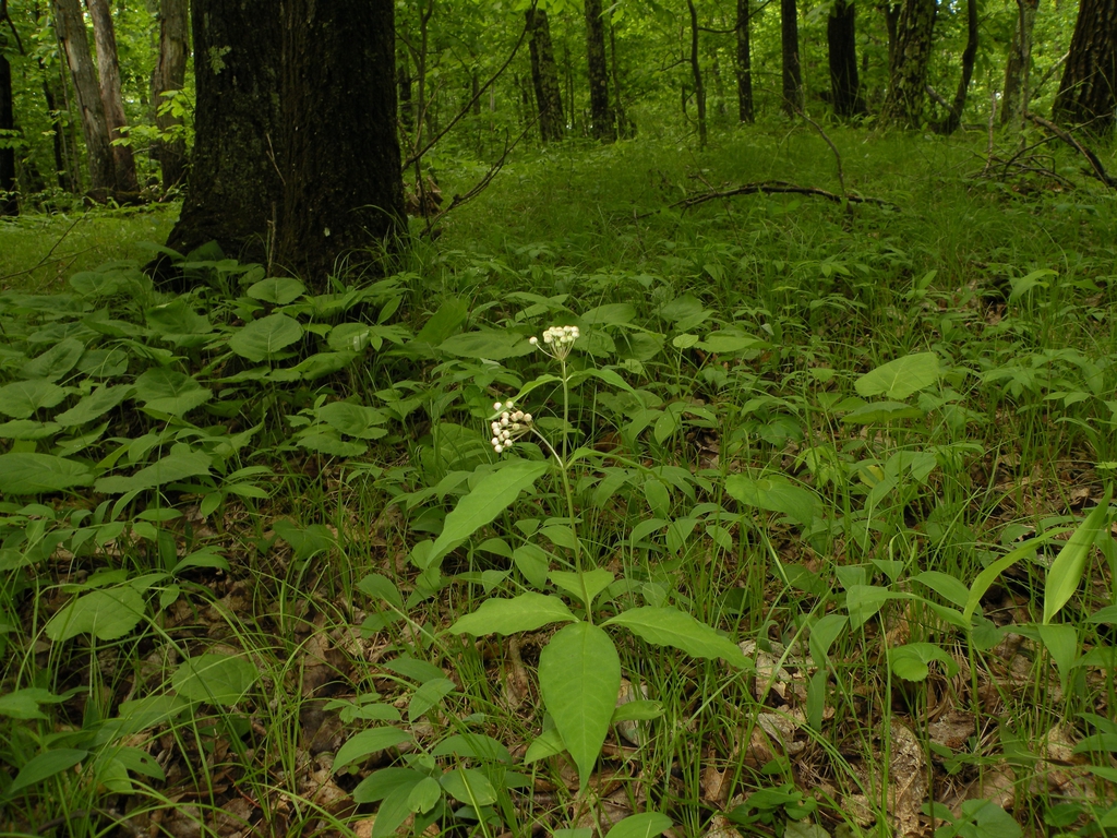 leaves