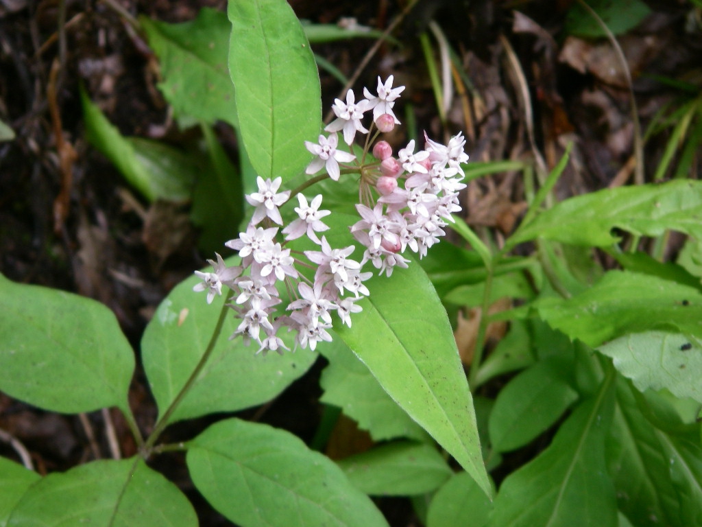 flower and leaves