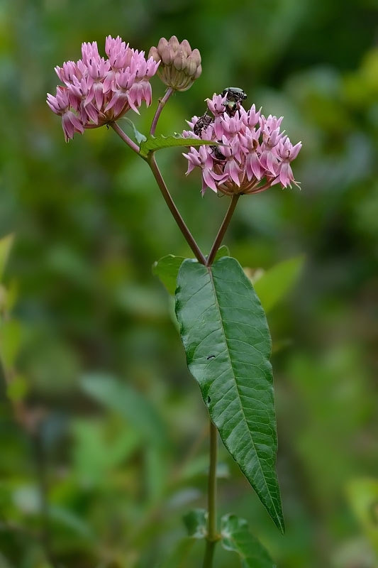 Pink clusters of star-shaped flowers and a green leaf