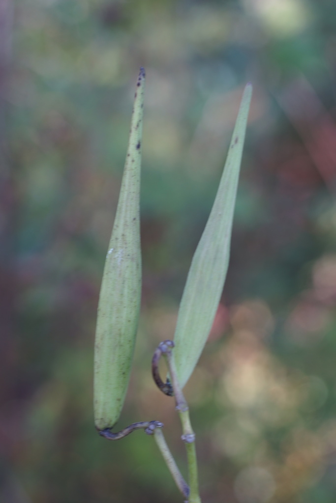 Fruit