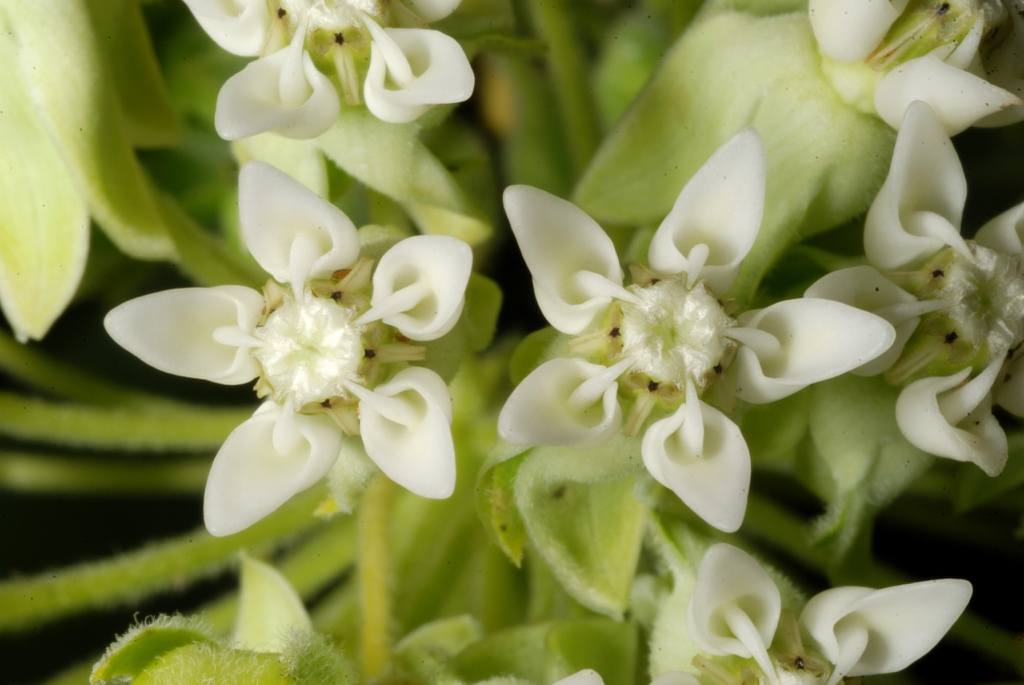 Flower close-up (Guilford County, NC)-Mid Summer