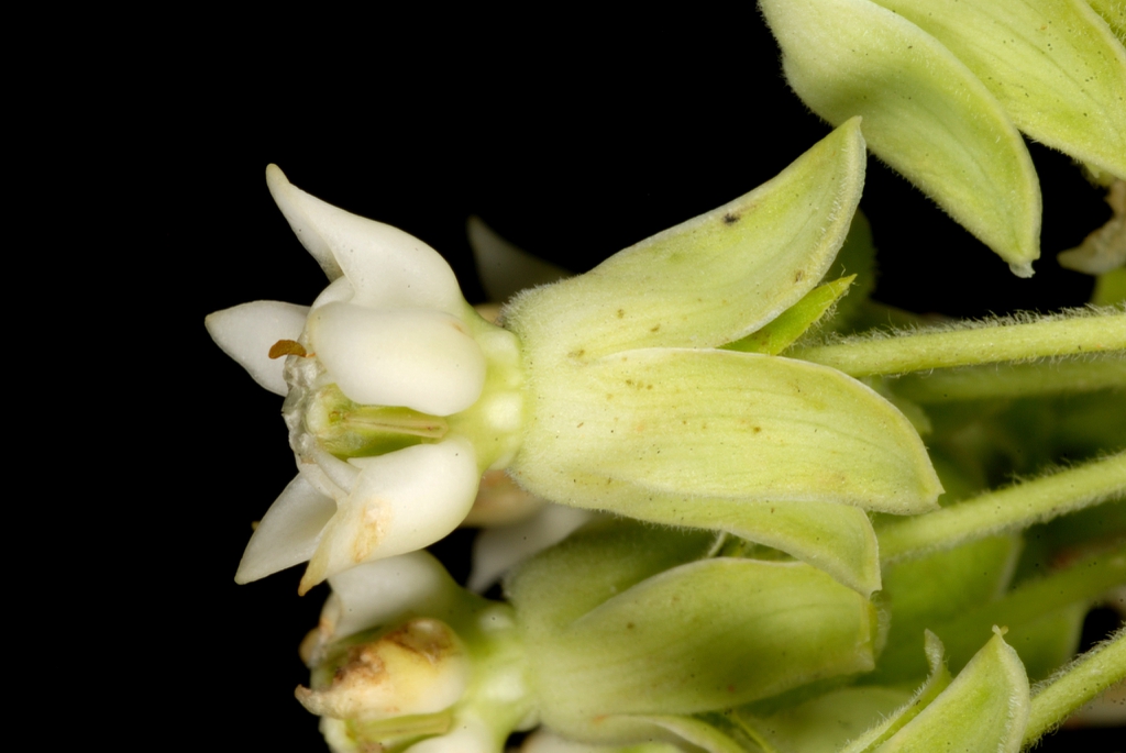 Side view of flower (Guilford County, NC)-Mid Summer