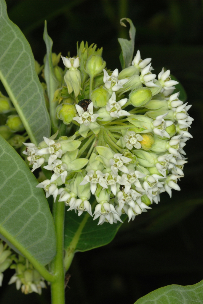 Flower cluster (Guilford County, NC)-Mid Summer