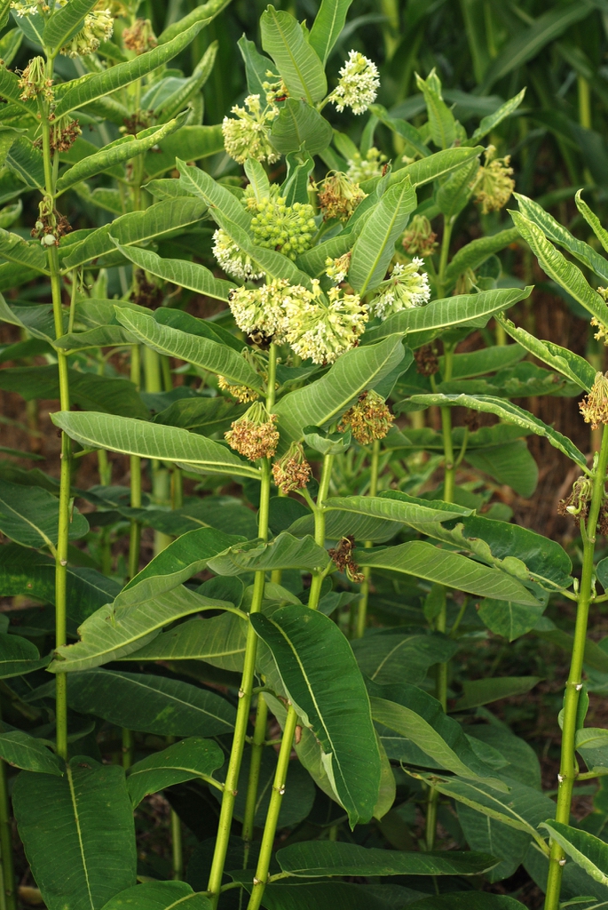Leaves and flower clusters (Guilford County, NC)-Mid Summer