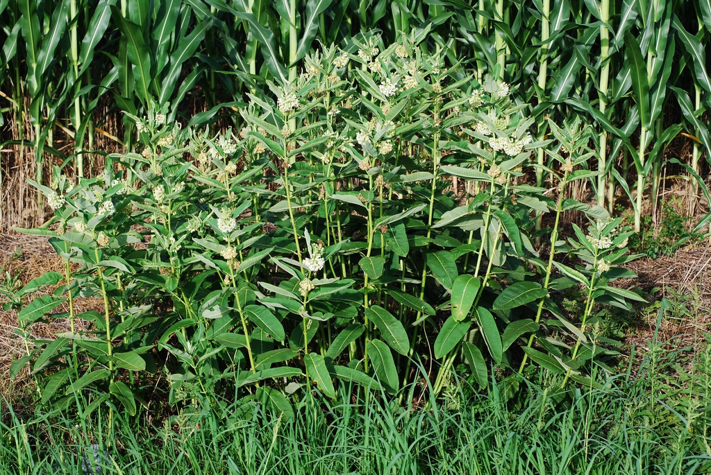 Form in bloom (Guilford County, NC)-Mid Summer