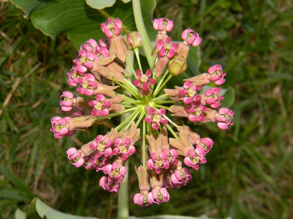 Flower - Summer - Buncombe Co., NC