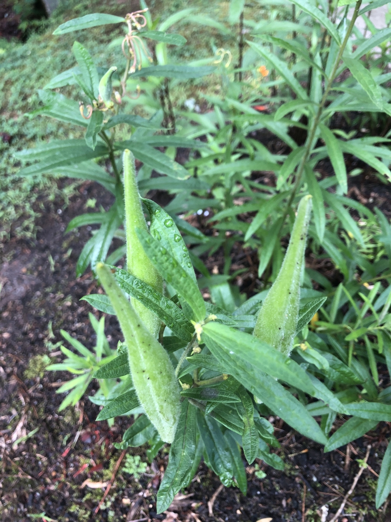 Paired, green follicles held erect next to upright stems.