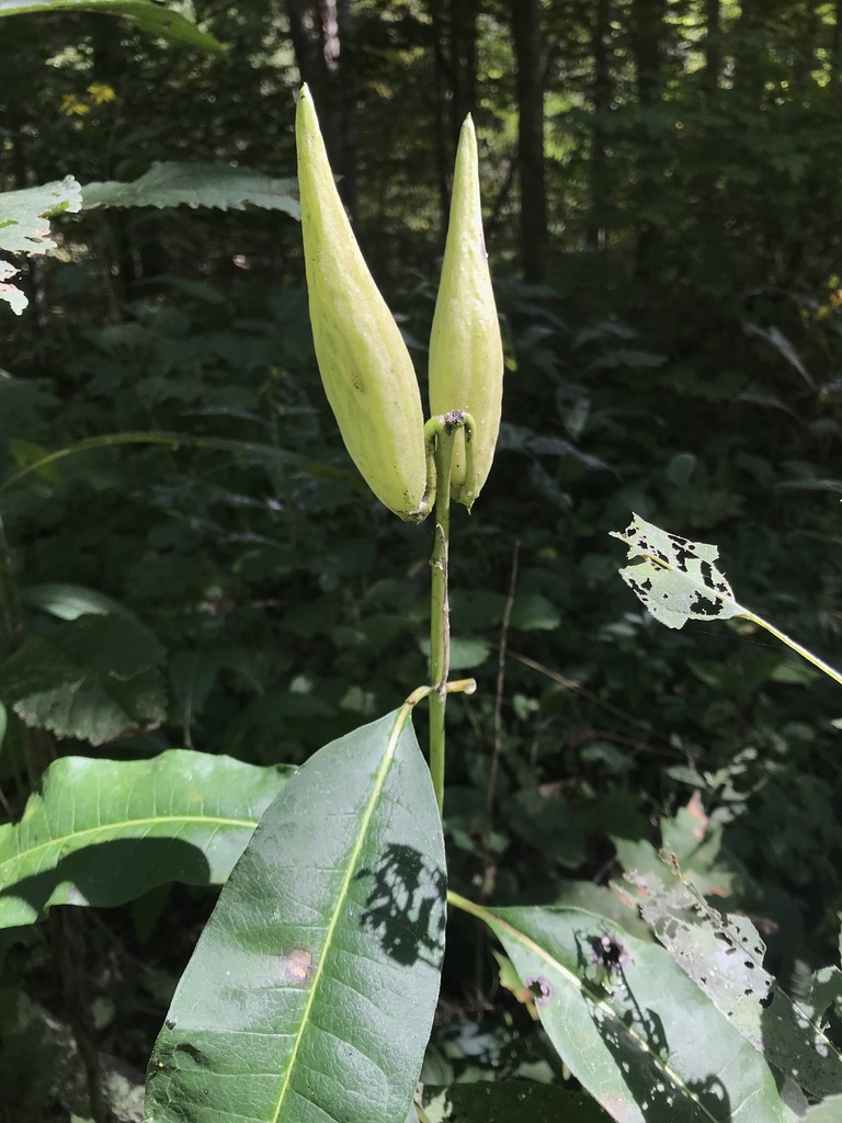 Fruit