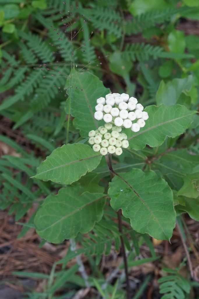 Form