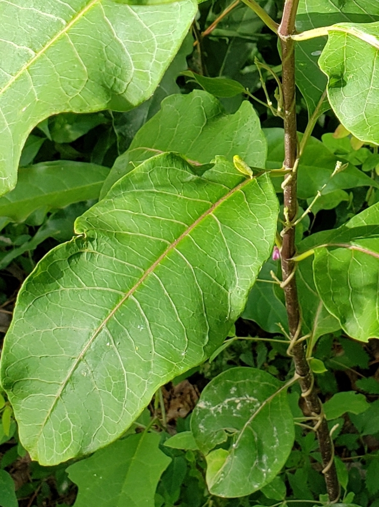 Leaf closeup