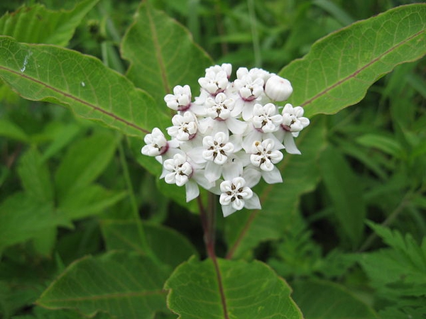 Asclepias variegata