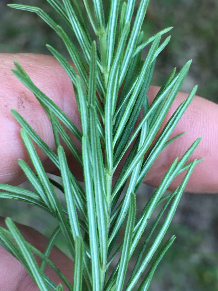 Underside of leaf