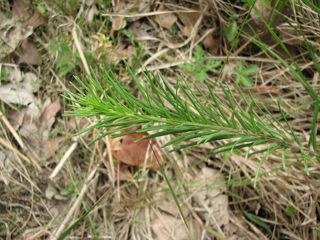 Leaves