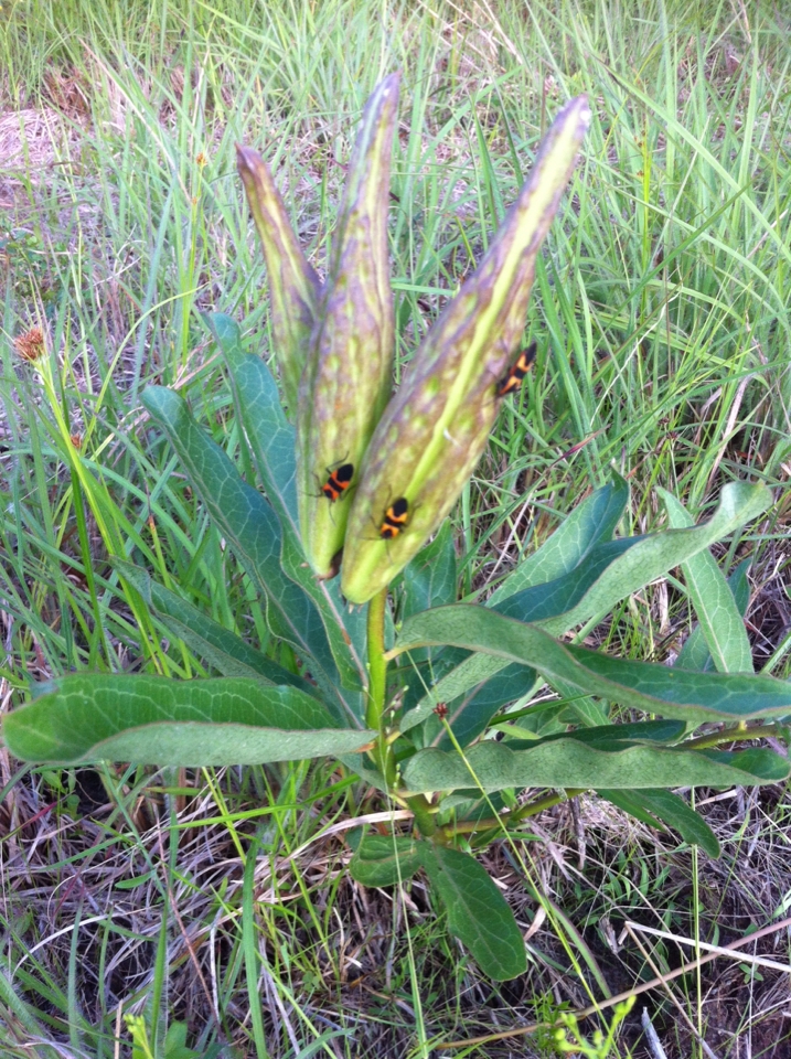 Fruit before splitting