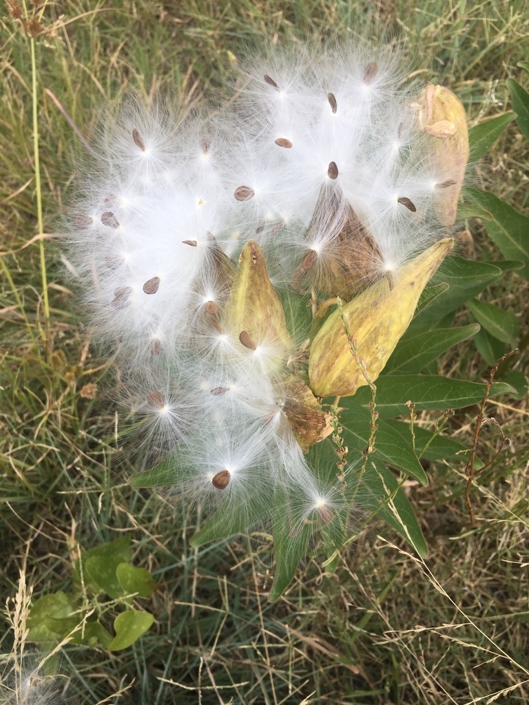 Fruit after splitting open