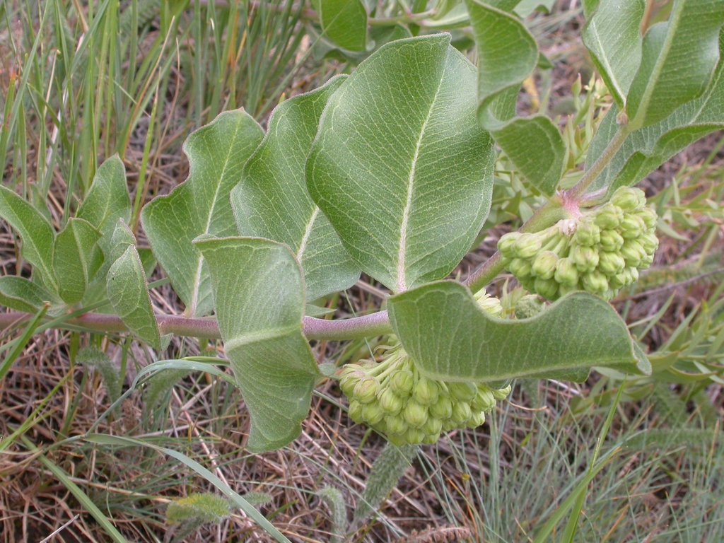 Form with pinkish stem & opposite oval shaped green leaves