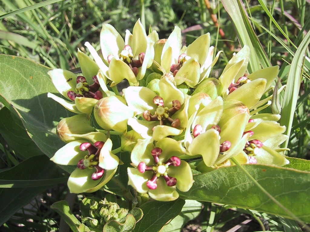 Flower detail