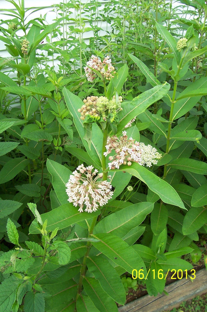 bloom, early summer, McDowell County, NC