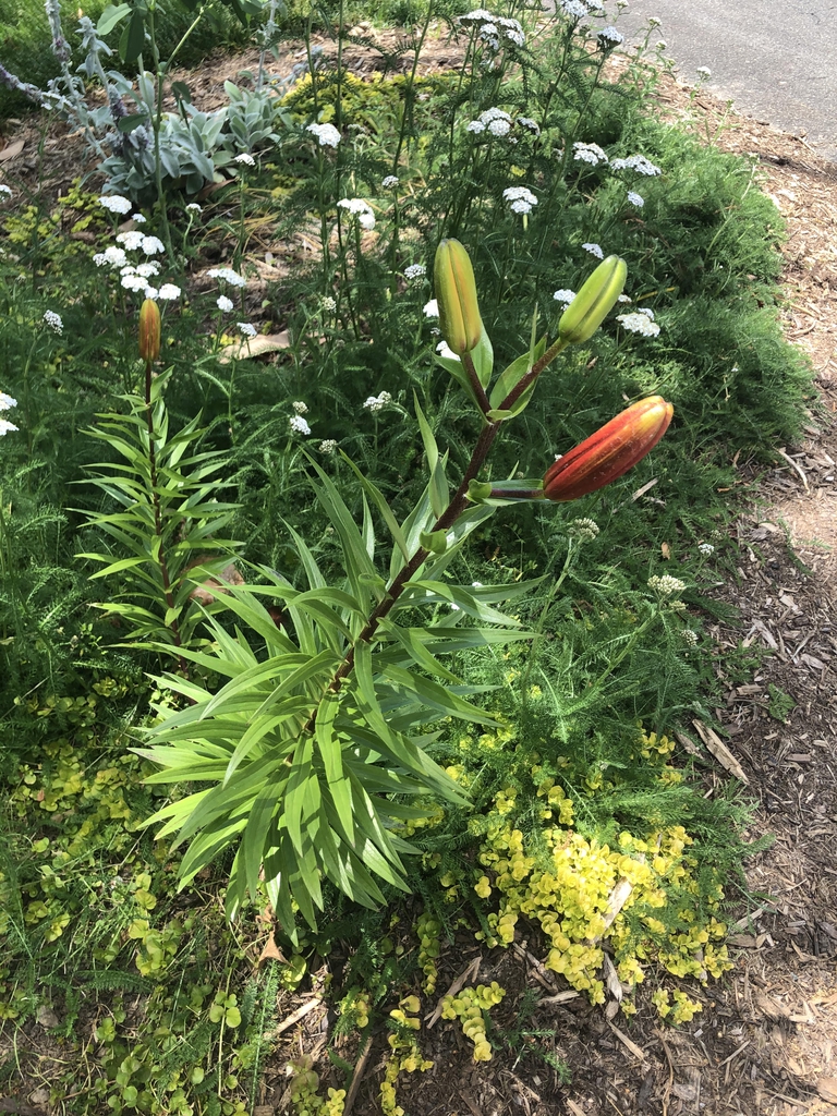 Lilium - Asiatic hybrids
