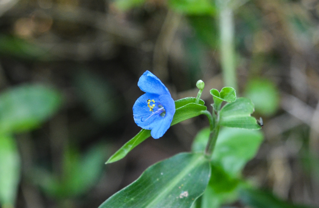Asiatic dayflower (Commelina communis)
