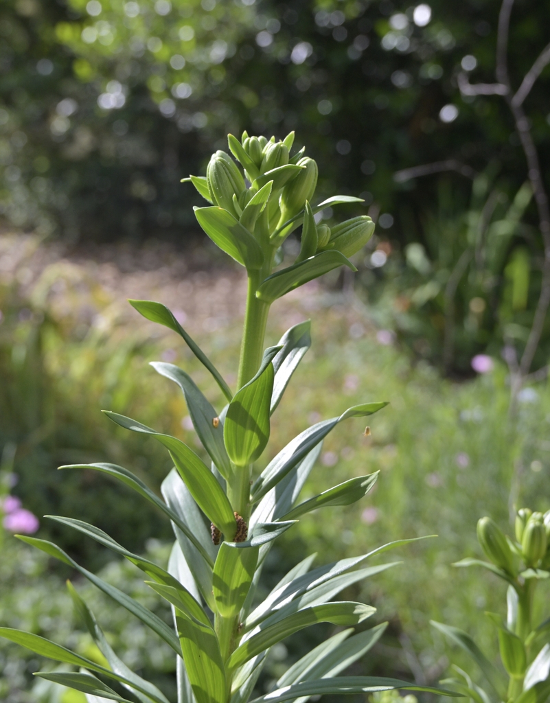 Orange Asiatic lily buds are tight and green at top of stem