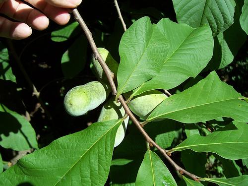 Leafy shoot bearing green, potato-shaped fruits.
