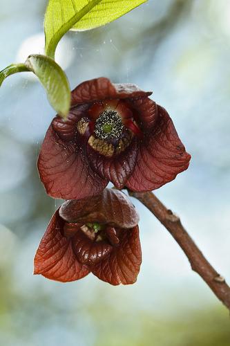 Maroon flowers & emerging leaves.