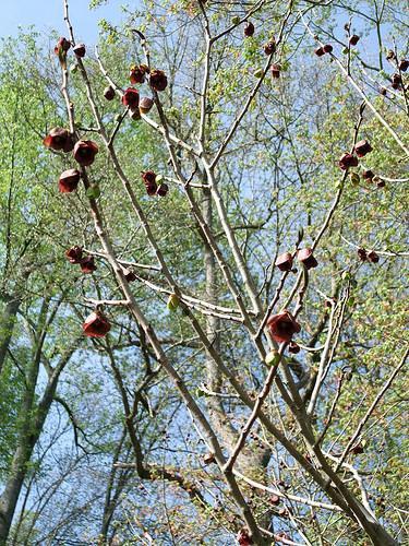 Bare stems with pendulous dark red flowers.