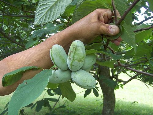 Hand grasping branch with cluster of green fruits.