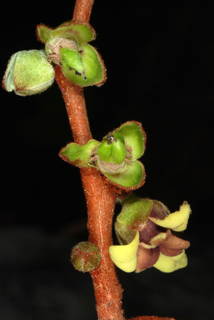 Close-up reddish branch flower and fruit forming (Wake County, N