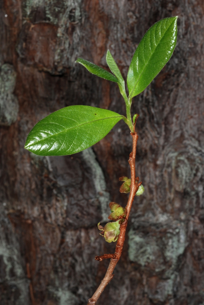 Reddish branch and leaves (Wake County, NC)-Late Spring