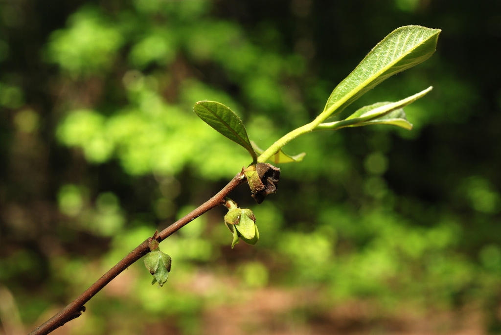 Reddish branch with leaves and flowers (Wake County, NC)-Late Sp