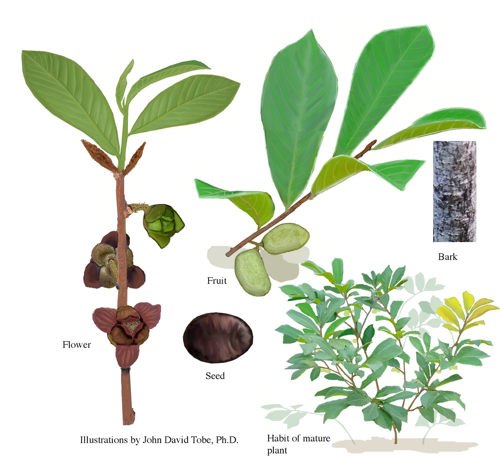 Illustration of all the details of this species.