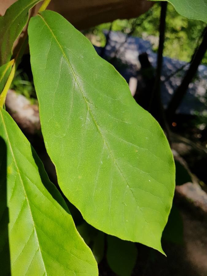 Leaf closeup