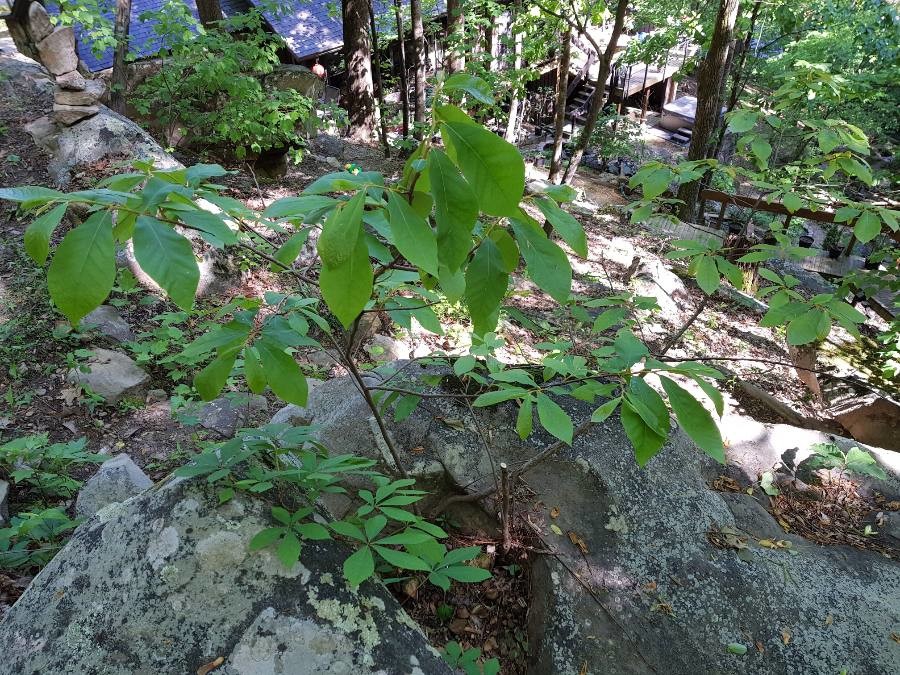 Native habitat