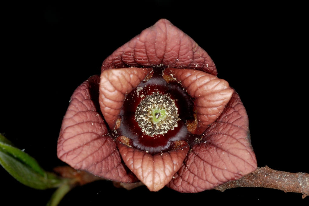 Internal view of maroon, trimerous flower making lots of pollen