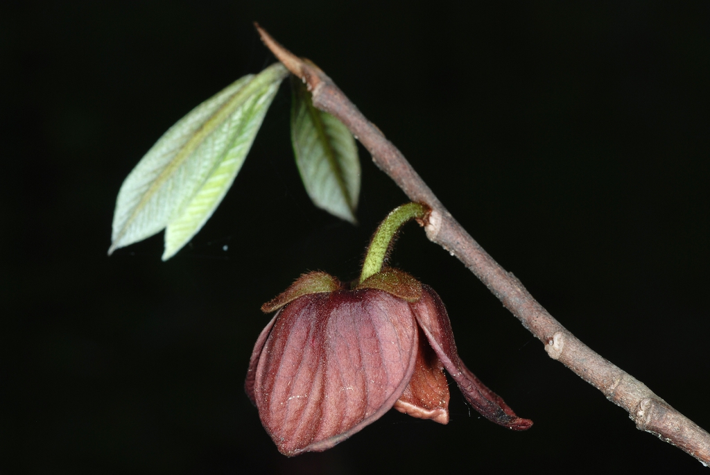 Outside of maroon, trimerous flower; leaves emerging.