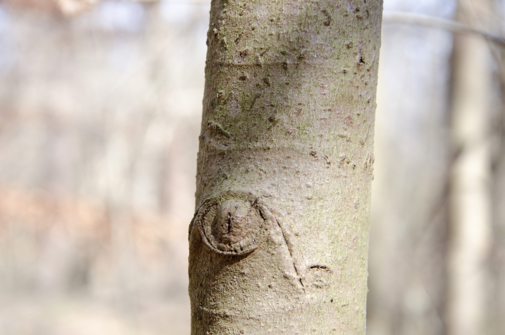 Close-up of trunk showing nearly smooth light bark