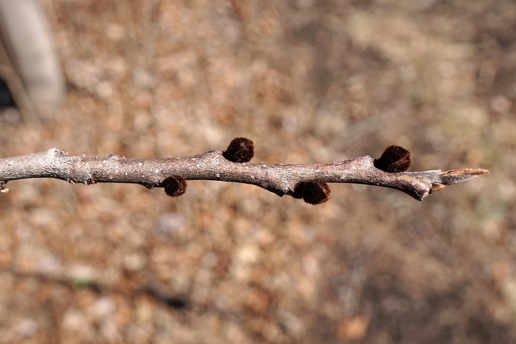 Bare stem with alternate, axillary, fuzzy, brown flower buds