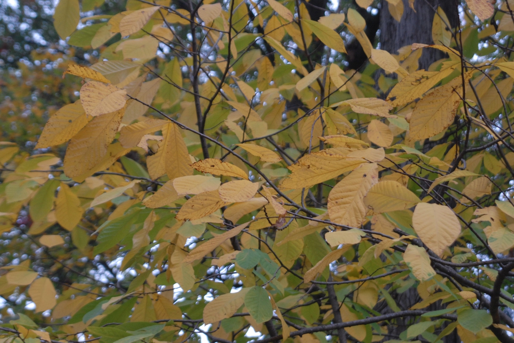 Leaves turning yellow.