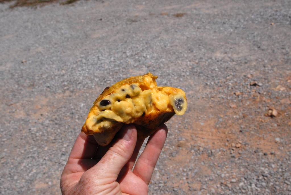 Hand holding a cut-open, seed-filled fruit