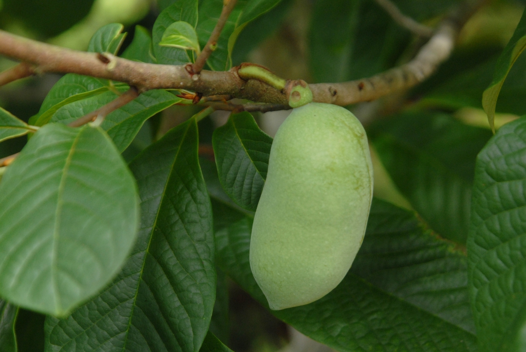 Leafy shoot bearing a single green berry