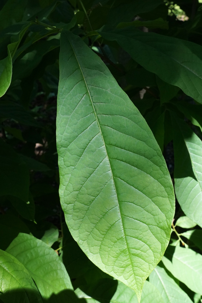 Close-up of obovate to elongate leaf with entire margin