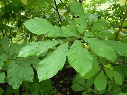 Horizontal branches with alternate, 2-ranked simple leaves.