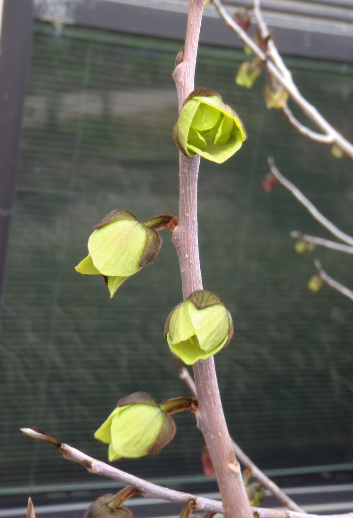 Bare stems with green flowers that are open in bud